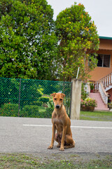 dog on the street