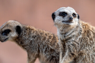 Meerkats in captivity at the zoo