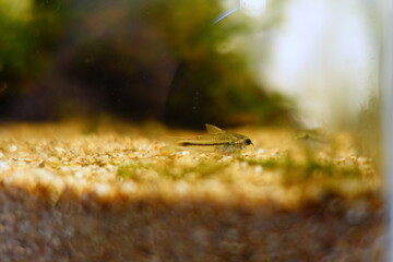 コリドラスピグミー　熱帯魚