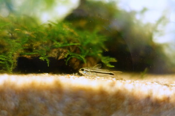 コリドラスピグミー　熱帯魚