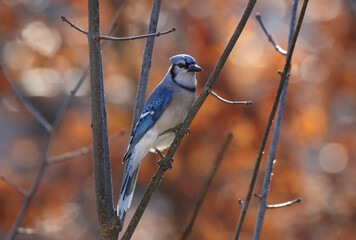 blue jay in forest during fall