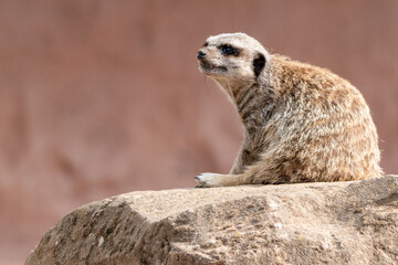 Meerkats in captivity at the zoo