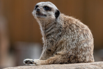 Fototapeta premium Meerkats in captivity at the zoo