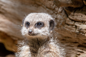 Fototapeta premium Meerkats in captivity at the zoo