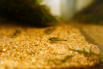 コリドラスピグミー　熱帯魚