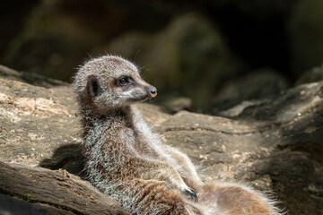 Meerkats in captivity at the zoo