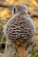 Meerkats in captivity at the zoo
