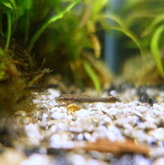 オトシンネグロ　熱帯魚