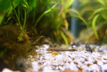 オトシンネグロ　熱帯魚