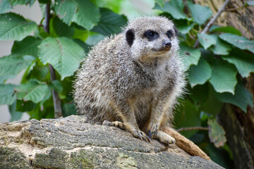 Meerkats in captivity at the zoo