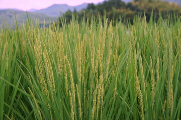 稲穂　日本の秋