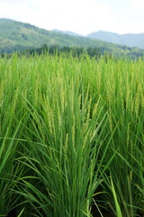 稲穂　日本の秋