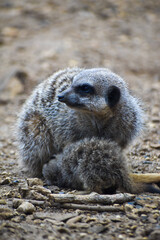 Meerkats in captivity at the zoo