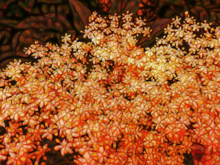 intricate repeating pattern and delicate bush in golden yellow autumn colours