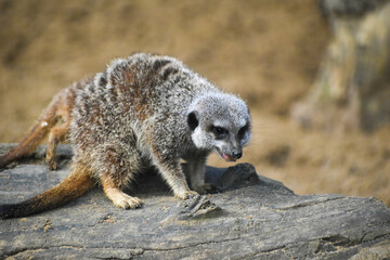 Meerkats in captivity at the zoo