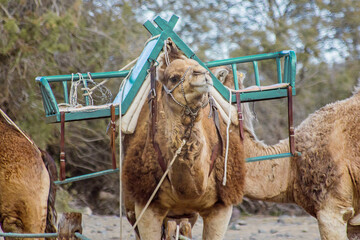 Kamel mit Sitz zum Reiten auf Gran Canaria