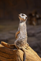 Meerkats in captivity at the zoo