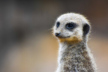 Meerkats in captivity at the zoo