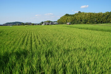 日本の田舎　原風景