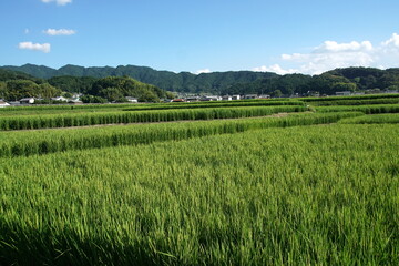 日本の田舎　原風景