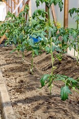 A tomato bush grows in a closed greenhouse on the ground