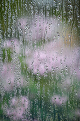 Greenhouse window covered with water droplets