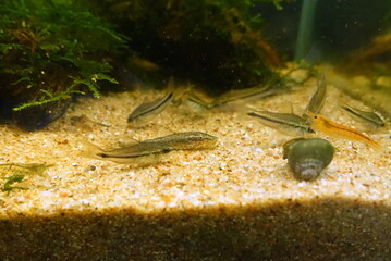 小型熱帯魚水槽