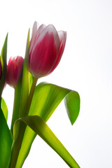 Naklejka premium tulipany 