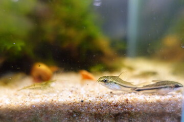小型熱帯魚水槽