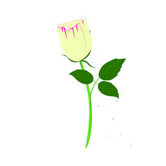  rose isolated on white