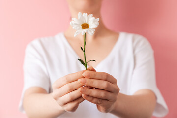 A woman holds a daisy in her hands. Close-up. The concept of women's health and fortune-telling on chamomile