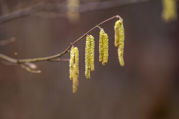 Hazelnut branch with pollen
