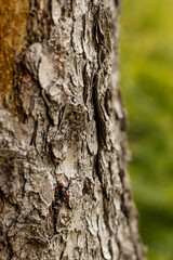 Obraz premium Kora drzewa