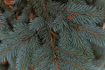 Fir branches background. Natural natural background for your works. 