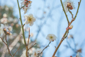 梅の花