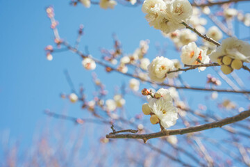 梅の花