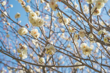 梅の花
