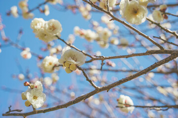 梅の花