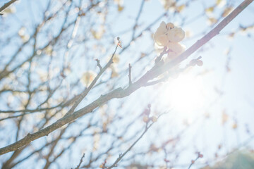 梅の花