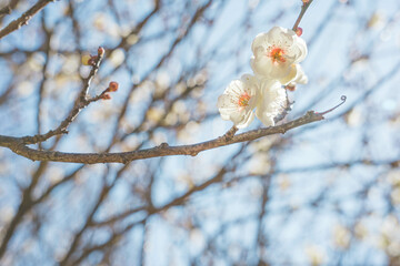 梅の花