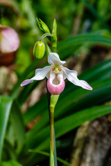 Obraz premium Tropical plants Phalaenopsis close up