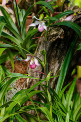 Tropical plants Phalaenopsis close up
