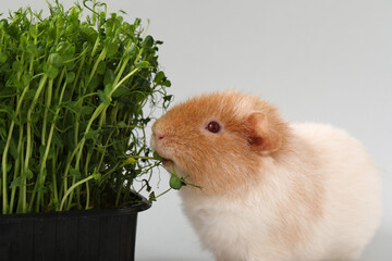 Funny Guinea pig with micro green on light background - obrazy, fototapety, plakaty