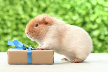 Funny Guinea pig with gift box on table outdoors
