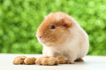 Funny Guinea pig with peanuts on table outdoors