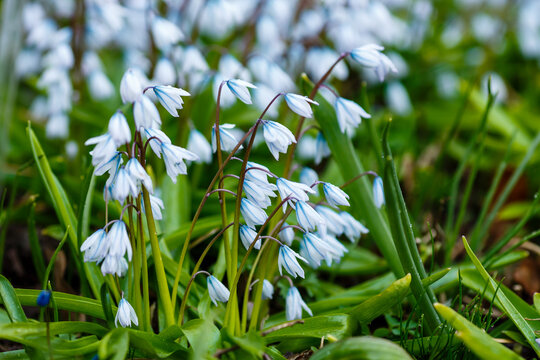 Pushkinia is a genus of plants of the subfamily Proleskovye