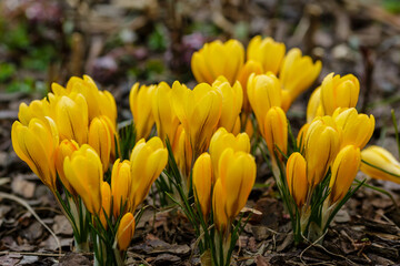 A group of yellow crocuses in the spring garden