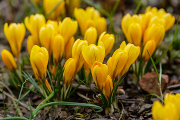 A group of yellow crocuses in spring garden