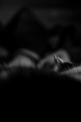 silhouette of a sleeping Cat 