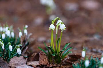 Whiteflowers ( lat.  Leucojum ) is a genus of plants of the Amaryllis family. Snowdrops in spring garden.